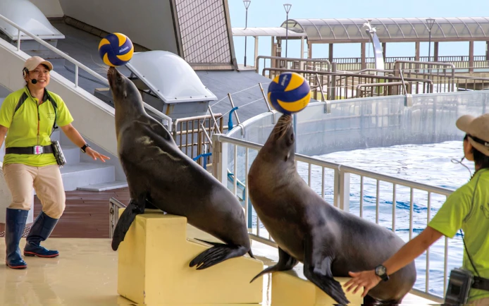 Sea lions balancing balls during a show at Marine World Fukuoka.
