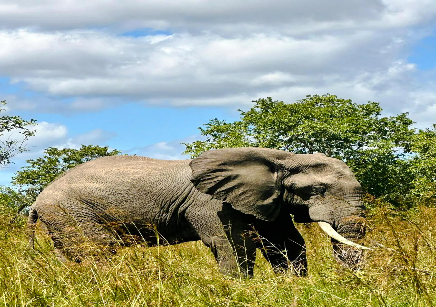 2-day nyerere national park safari from zanzibar with flights-1