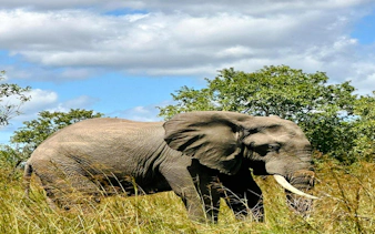 2-day nyerere national park safari from zanzibar with flights & boat safari-1