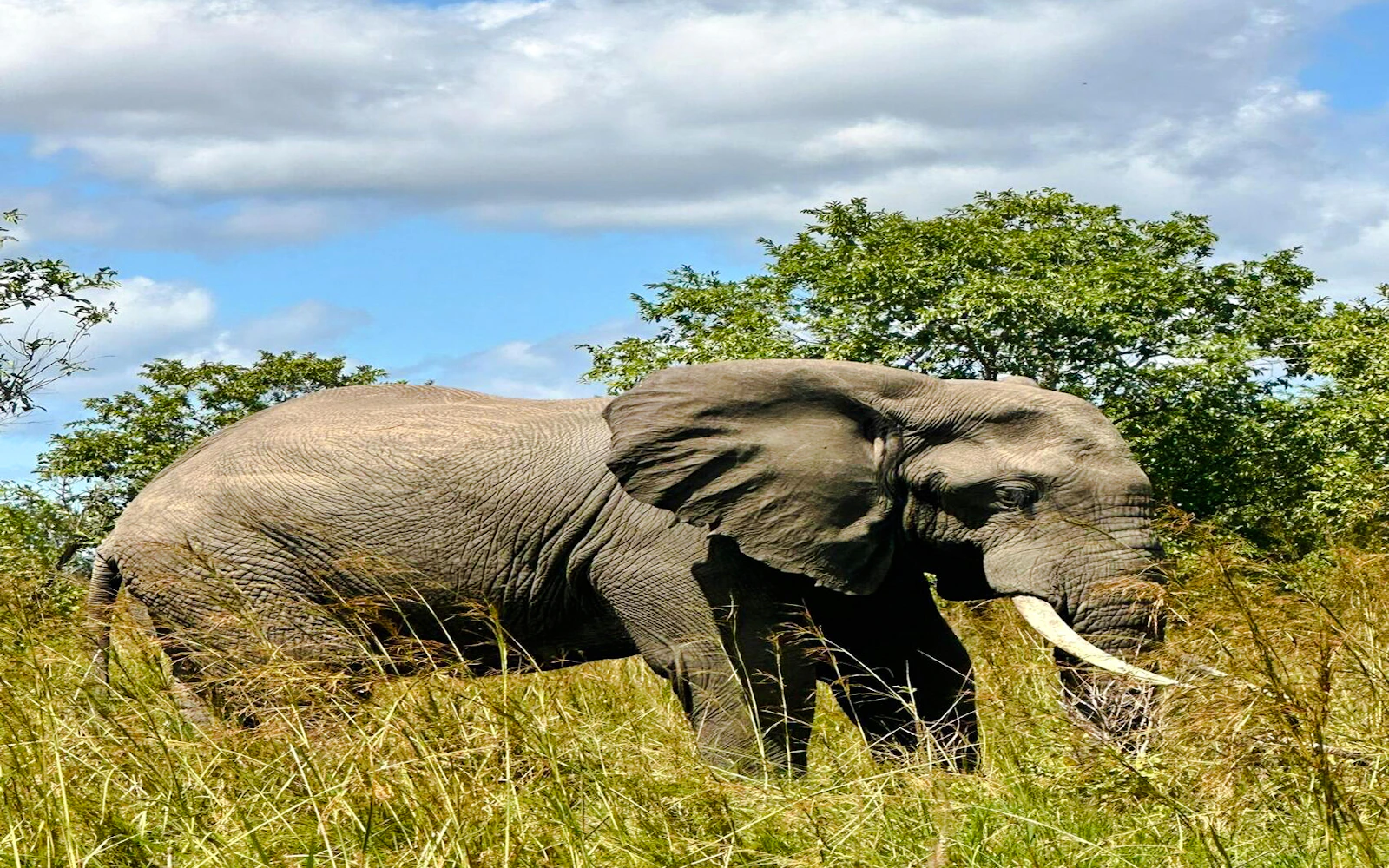 2-Day Nyerere National Park Safari from Zanzibar with Flights & Boat Safari