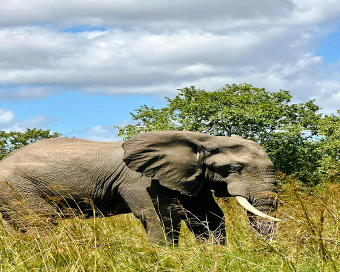 2-Day Nyerere National Park Safari from Zanzibar with Flights & Boat Safari