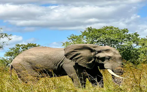 2-day nyerere national park safari from zanzibar with flights-1