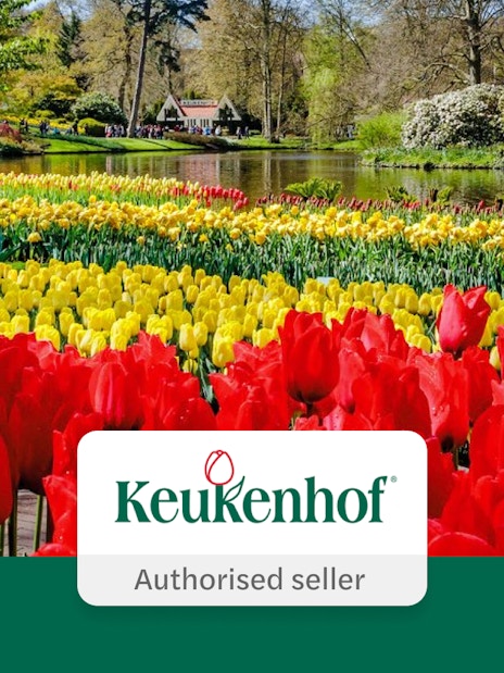 Tulips in bloom at Keukenhof Gardens, Amsterdam, with a pond and trees in the background.