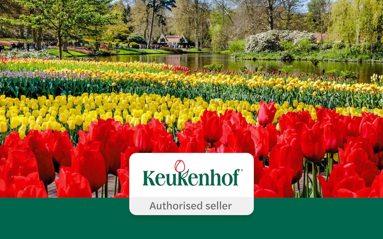 Tulips in bloom at Keukenhof Gardens, Amsterdam, with a pond and trees in the background.