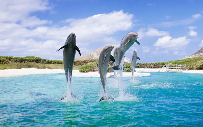 Dolphins leaping from the water at Sea Life Park Hawaii.
