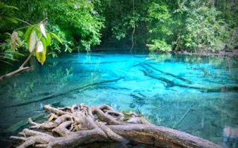 Emerald Pool in Krabi's lush jungle, surrounded by vibrant greenery.
