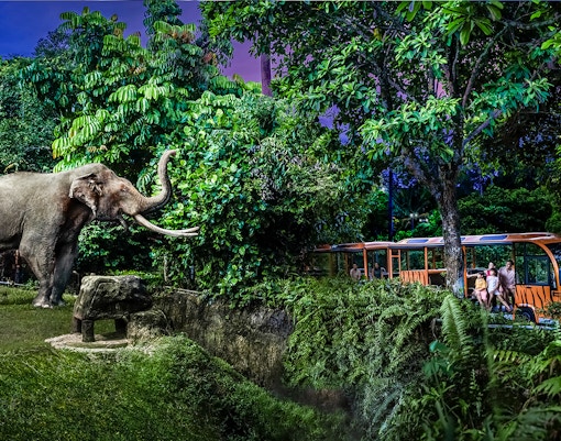 singapore zoo night safari