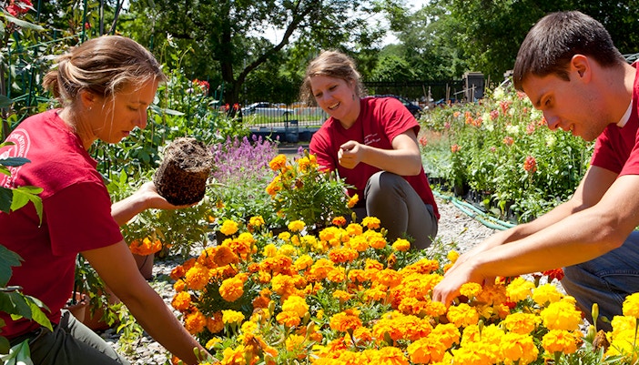 New York Botanical Garden, vibrant flower display, Bronx, New York City.