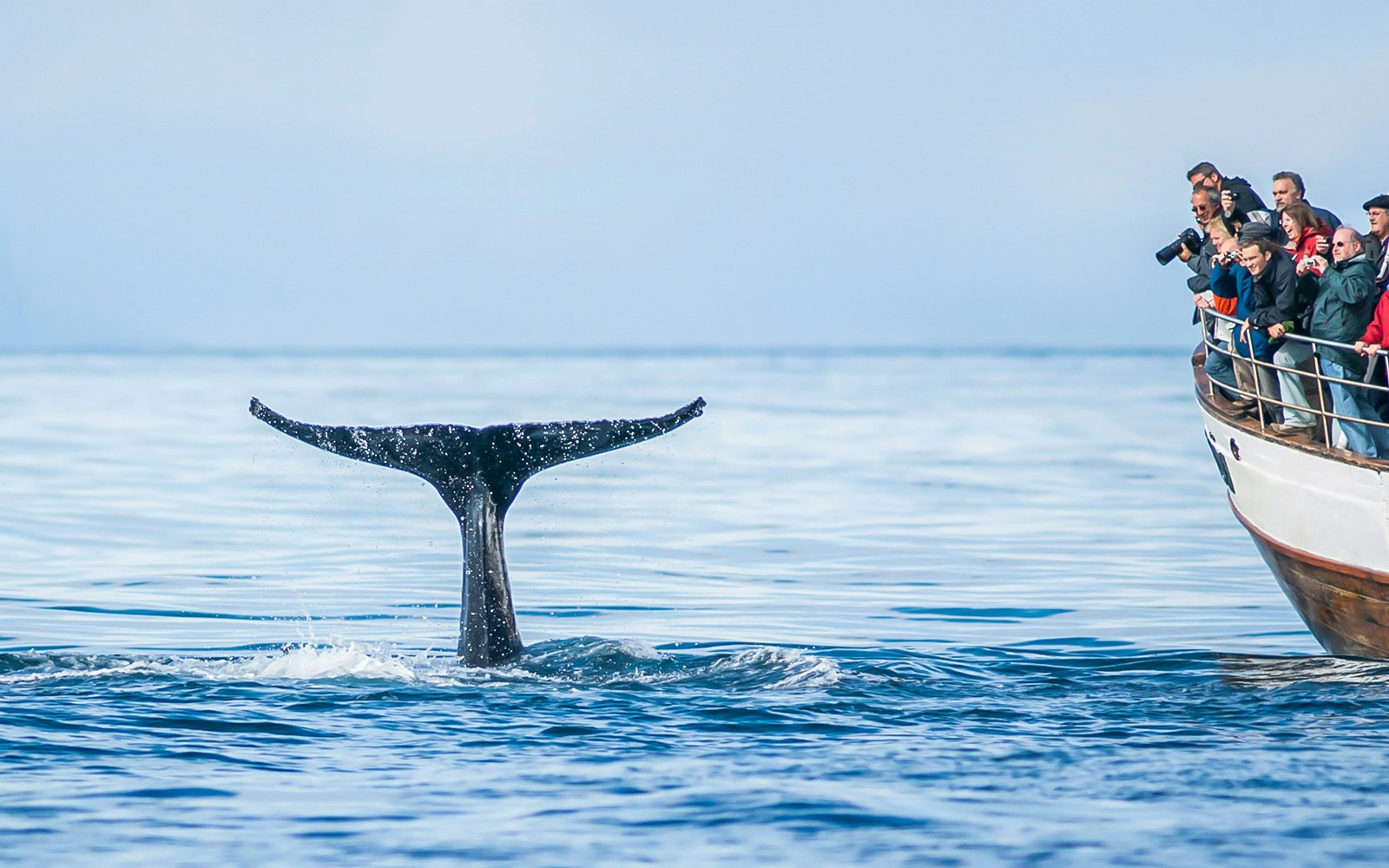 Guests on boat watching whale tail in Eyjafjörður, Iceland.