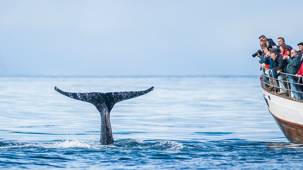 Guests on boat watching whale tail in Eyjafjörður, Iceland.