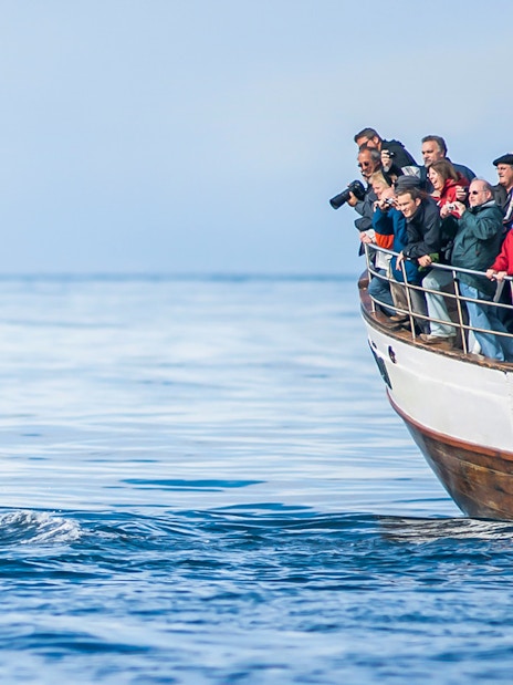 Guests on boat watching whale tail in Eyjafjörður, Iceland.