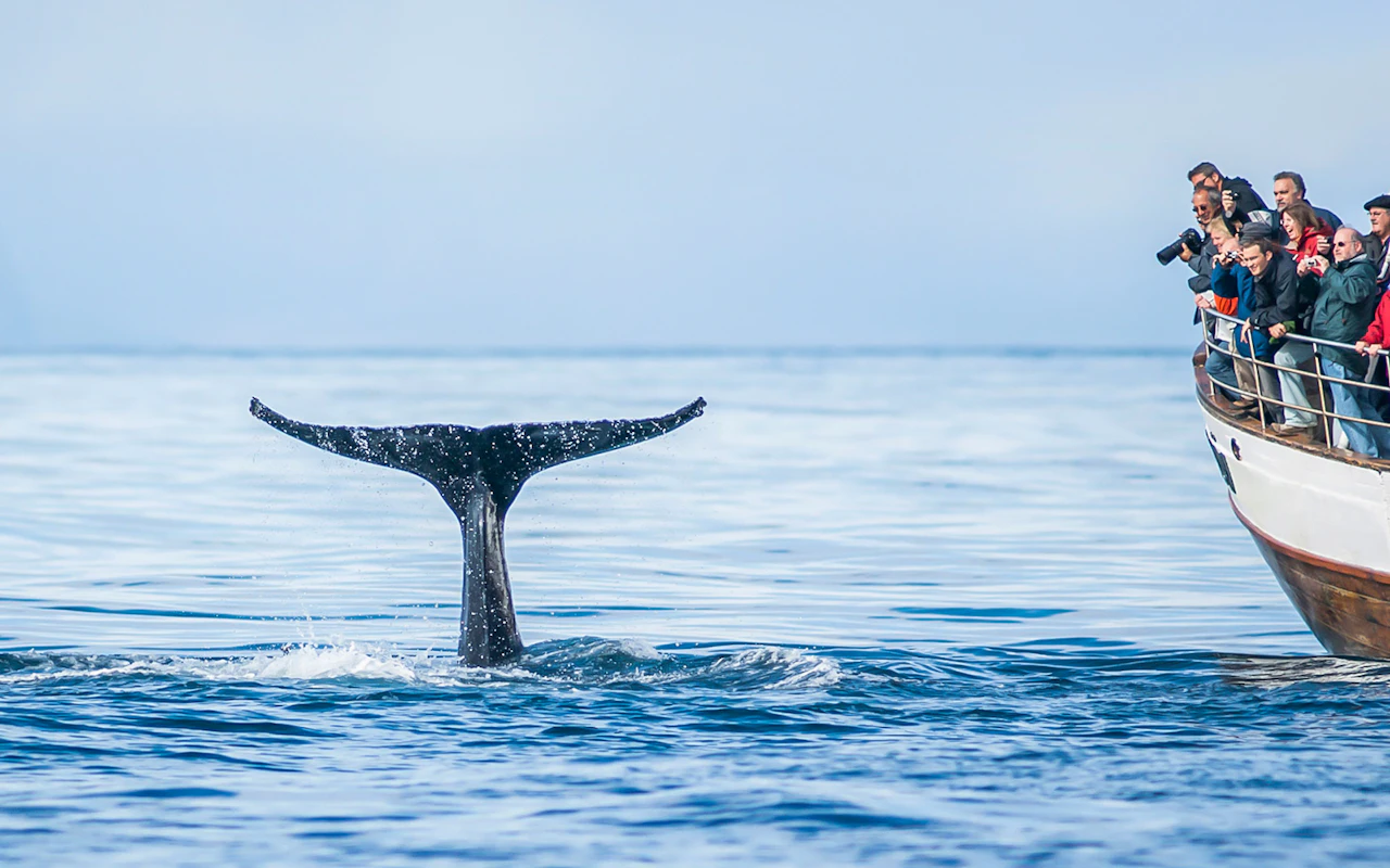 Árskógssandur: Whale Watching Boat Tour — 2