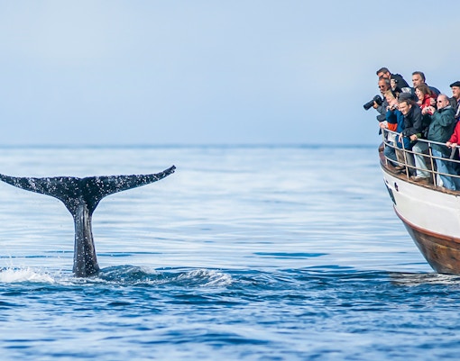 Guests on boat watching whale tail in Eyjafjörður, Iceland.