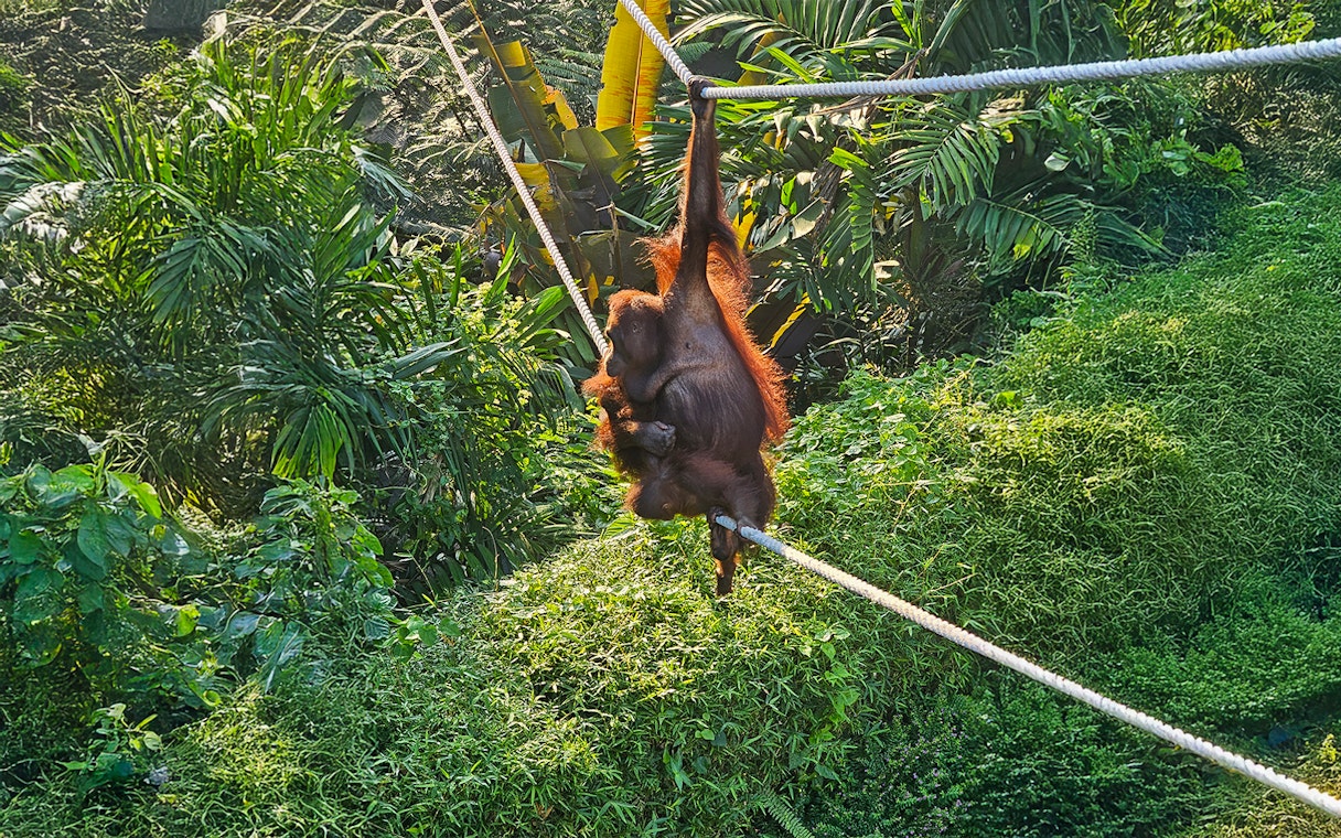 Orangutan swinging on ropes at Bali Zoo surrounded by lush greenery.