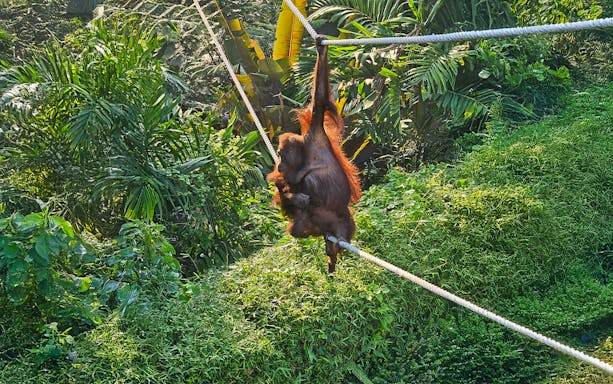 Orangutan swinging on ropes at Bali Zoo surrounded by lush greenery.