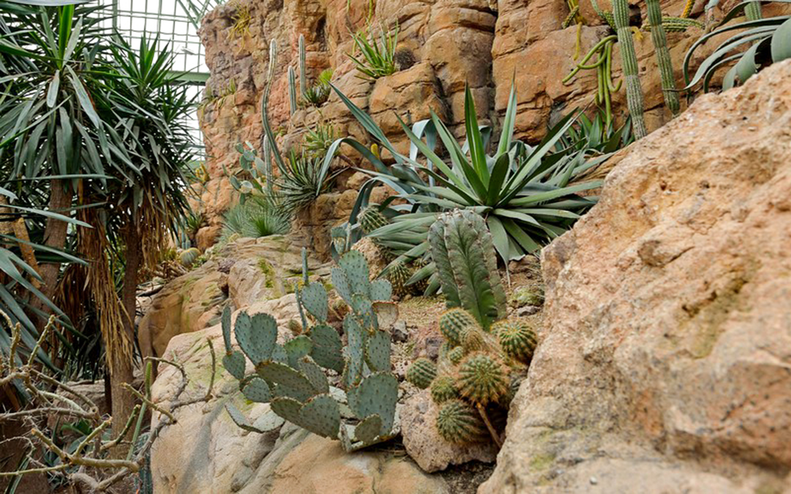 Desert plants and cacti at Schönbrunn Zoo's Desert House in Vienna.