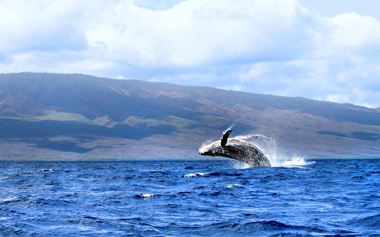 Whale breaching in ocean with Maui mountains in background, Hawaii.