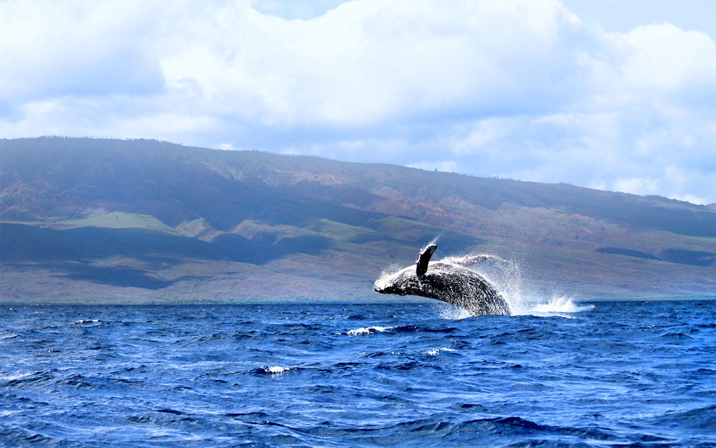 Whale breaching in ocean with Maui mountains in background, Hawaii.
