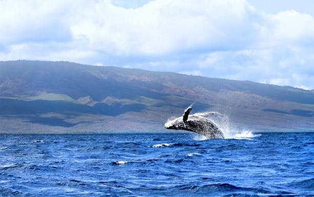Whale breaching in ocean with Maui mountains in background, Hawaii.