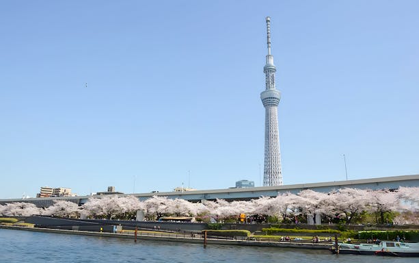 Tokyo Skytree and cherry blossoms viewed from a river, Asakusa Yakatabune Cruise.