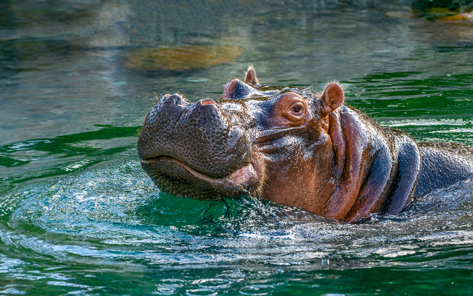 Prague Zoo - Hippopotamuses