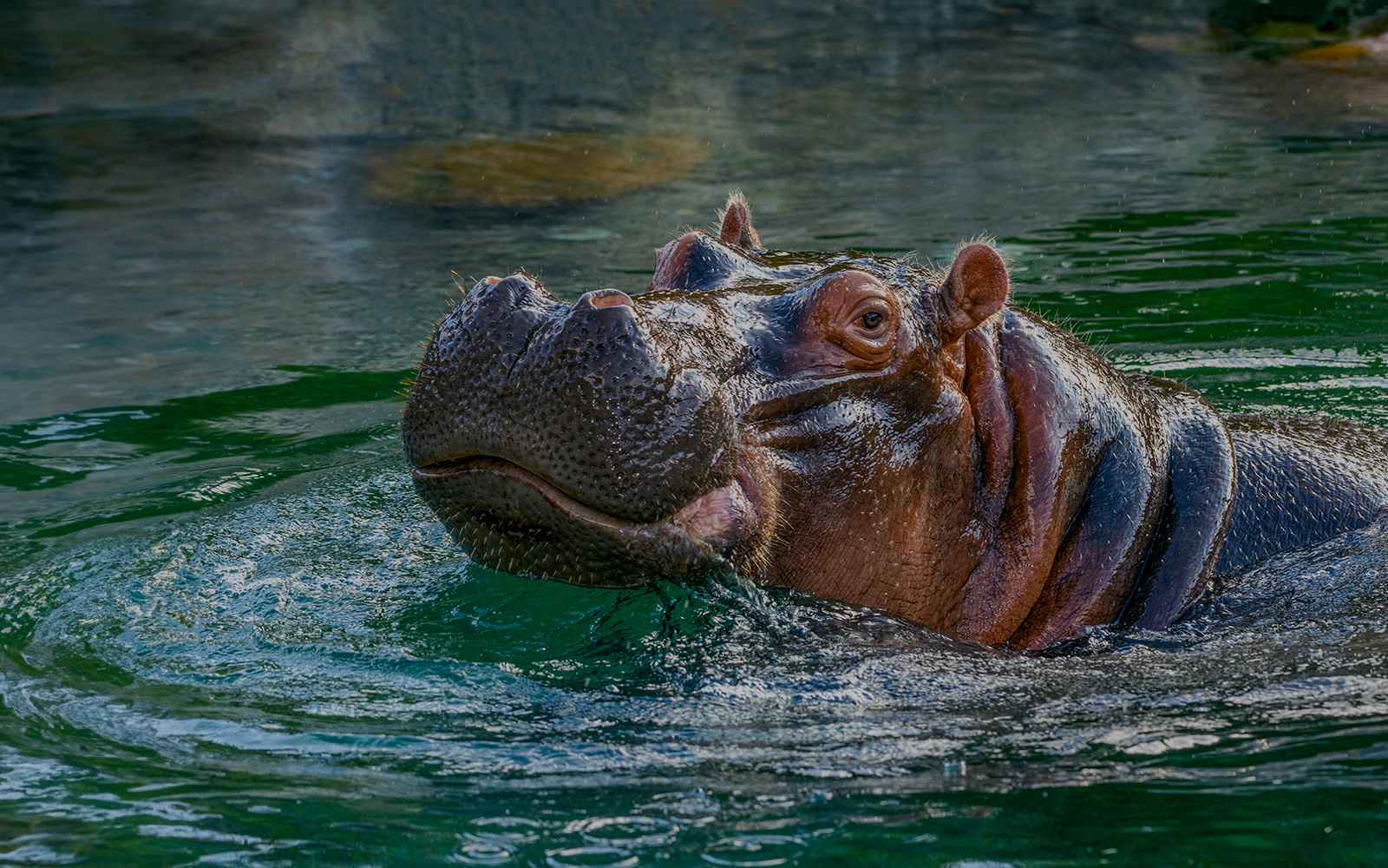 Hippopotamus swimming at Prague Zoo.