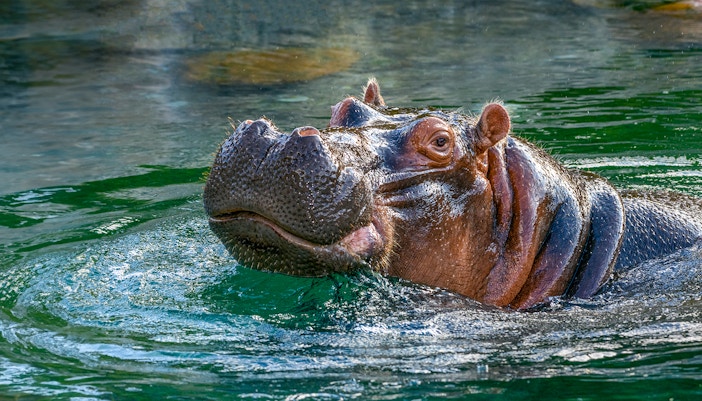 Prague Zoo - Hippopotamuses