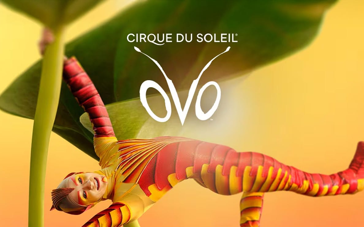 Performer in colorful costume from Cirque du Soleil OVO show.