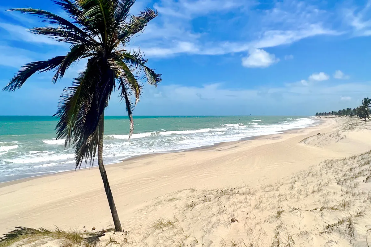 Cumbuco beach with palm tree and ocean waves, part of Sao Paulo coastal adventure.