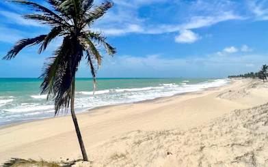 Cumbuco beach with palm tree and ocean waves, part of Sao Paulo coastal adventure.