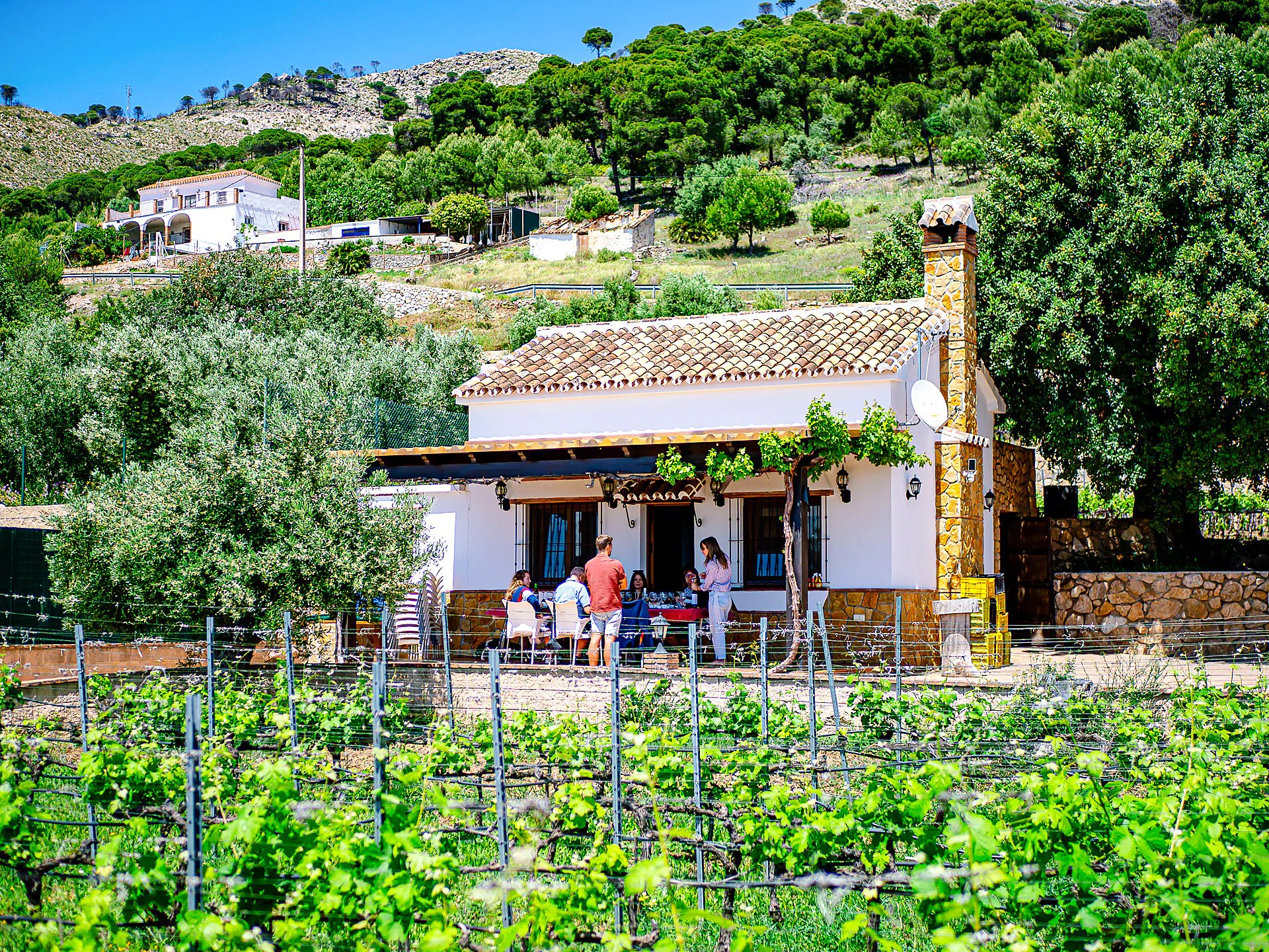 Mijas Organic Vineyard Tour and Tasting with 5 Wines, 2 Olive Oils and Tapas