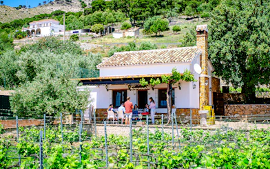Mijas Organic Vineyard Tour and Tasting with 5 Wines, 2 Olive Oils and Tapas