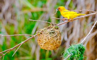 Yellow bird building nest on branch in Nyerere National Park, Tanzania.