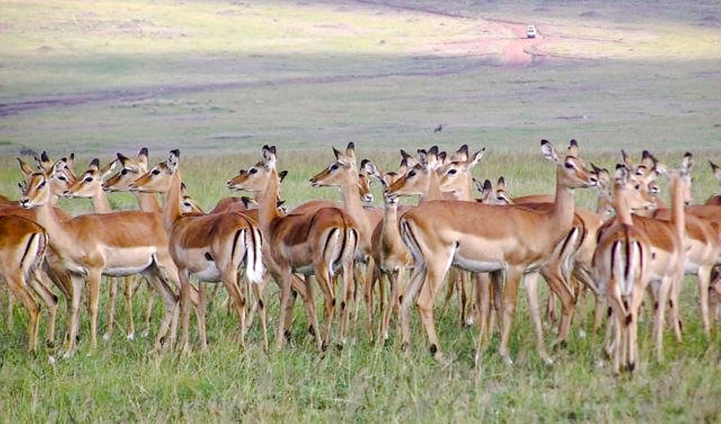 Herd of impalas grazing in Masai Mara during a private safari from Nairobi.