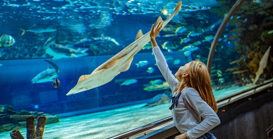 Child reaching towards fish in aquarium tunnel.