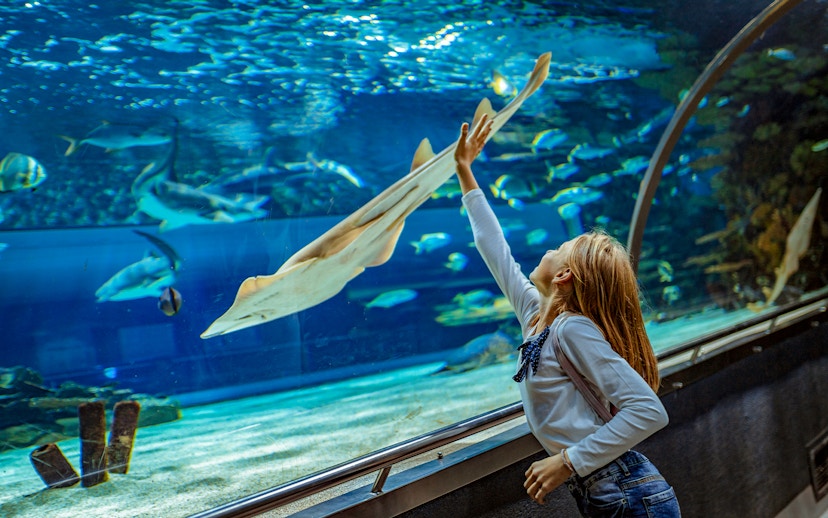 Child reaching towards fish in aquarium tunnel.