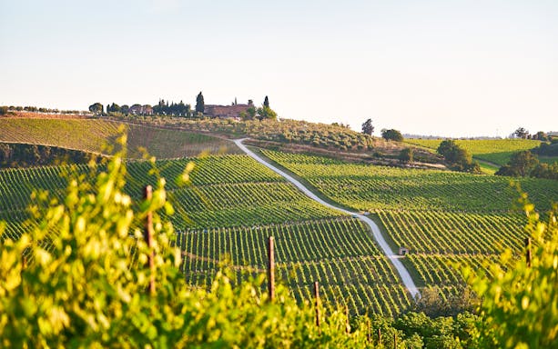 Chianti vineyards with winding path and distant farmhouse in Tuscany, Italy.