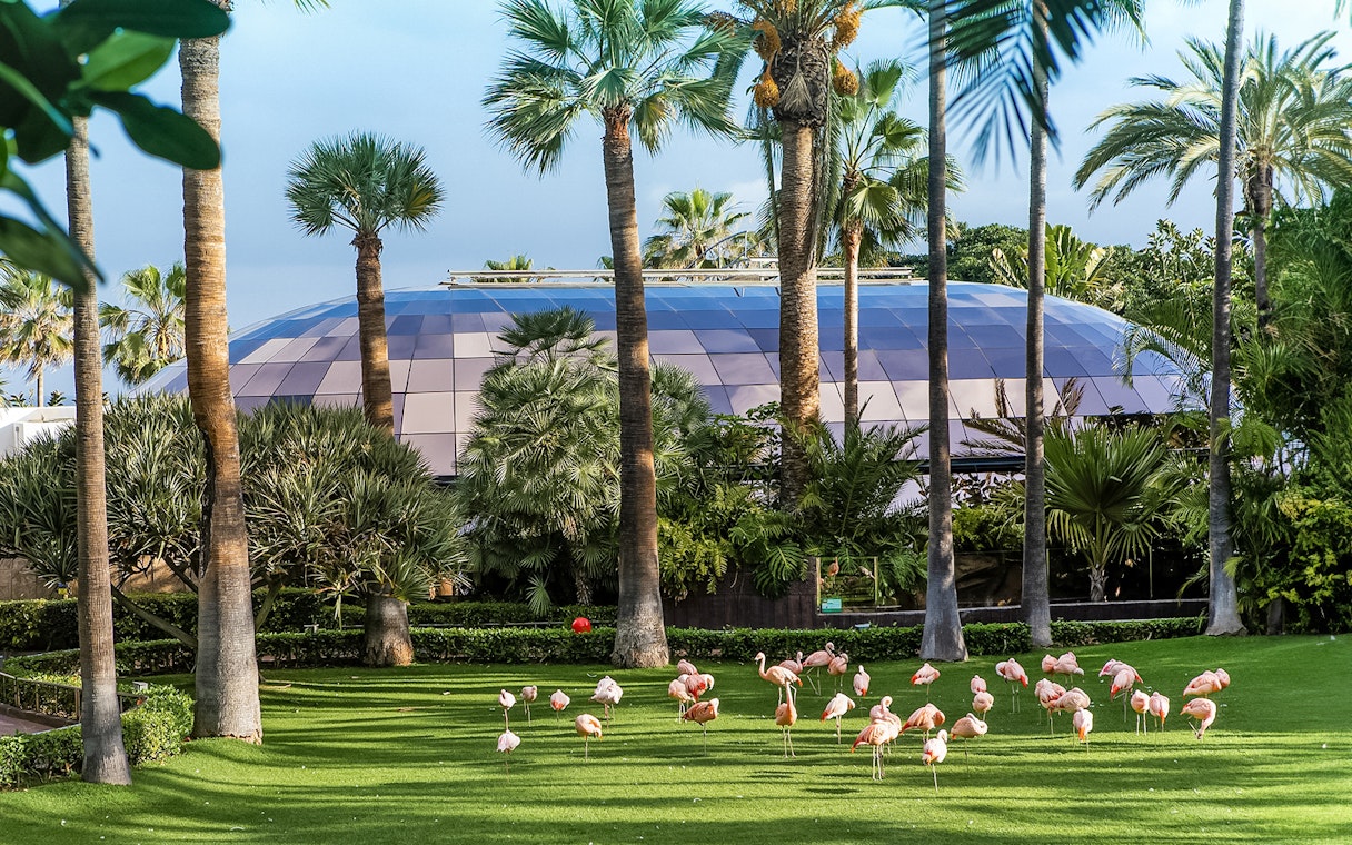 Flamingos on grass with palm trees and dome at Loro Park, Tenerife.