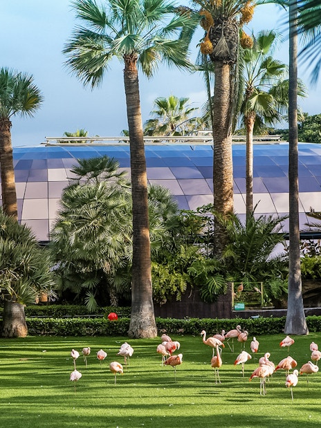 Flamingos on grass with palm trees and dome at Loro Park, Tenerife.