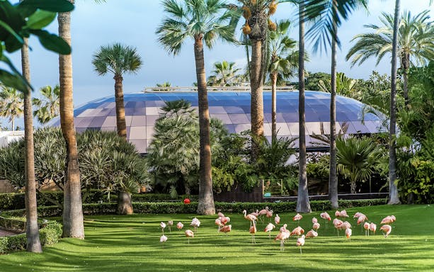 Flamingos on grass with palm trees and dome at Loro Park, Tenerife.