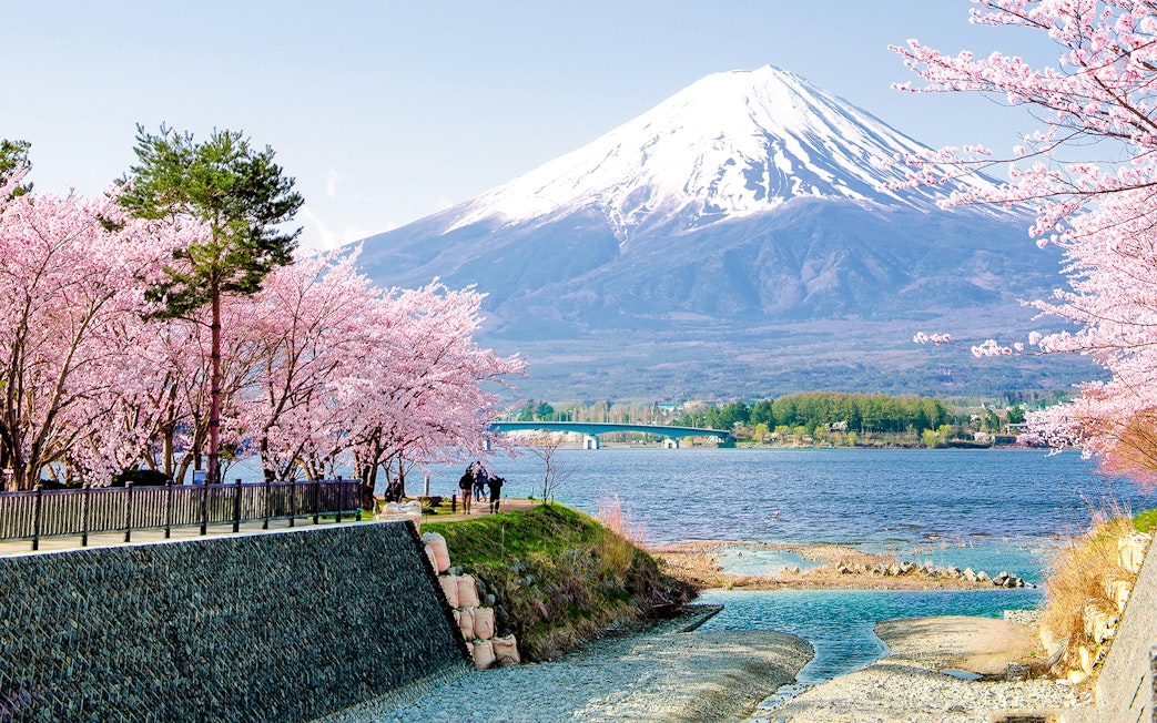 Fuji Mountain with pink sakura branches by Kawaguchiko Lake in spring, Japan.
