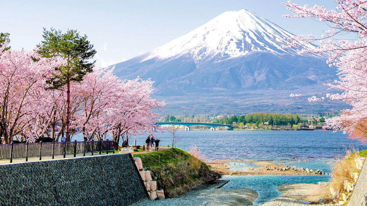Fuji Mountain with pink sakura branches by Kawaguchiko Lake in spring, Japan.