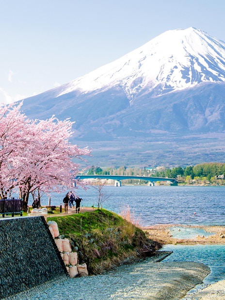 Fuji Mountain with pink sakura branches by Kawaguchiko Lake in spring, Japan.