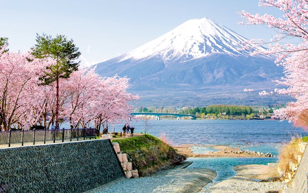 Fuji Mountain with pink sakura branches by Kawaguchiko Lake in spring, Japan.