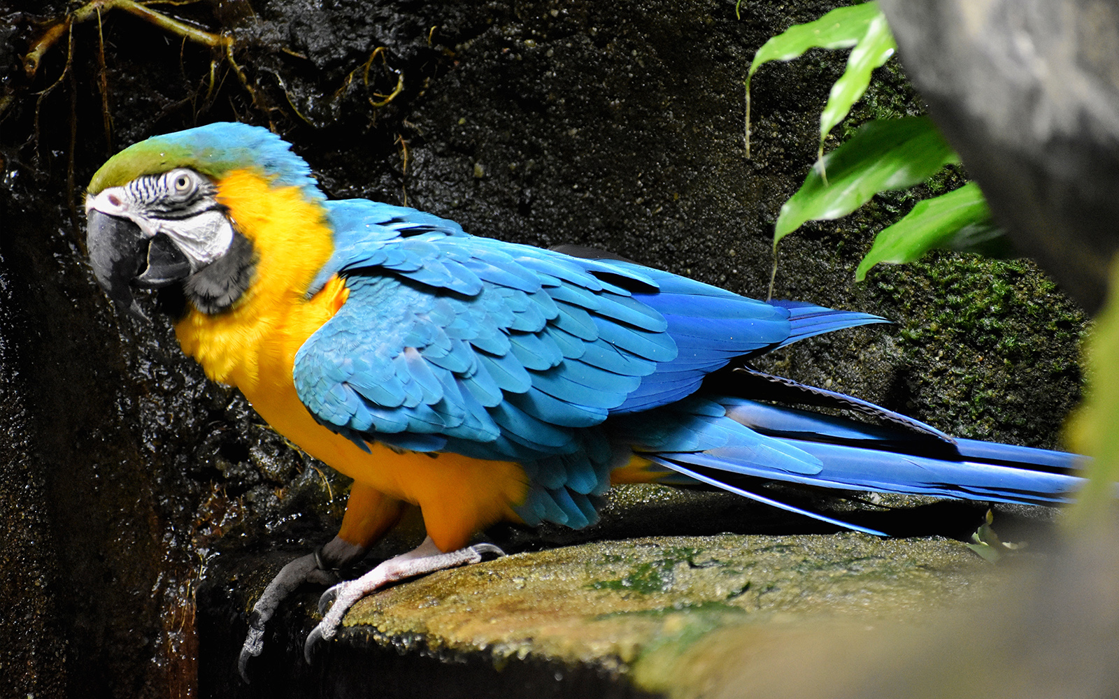 Blue and yellow macaw perched on a rock at Langkawi Underwater World.