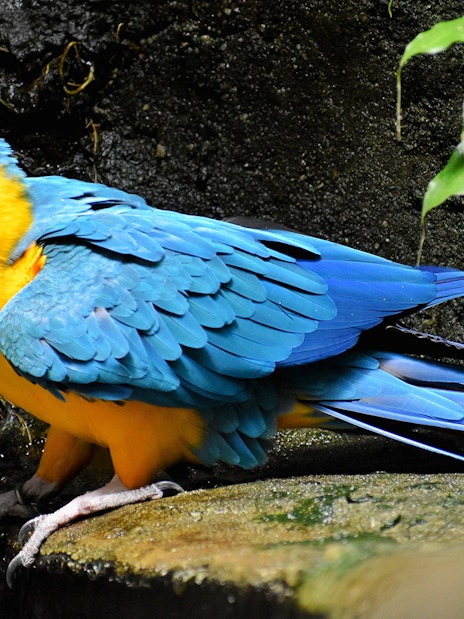 Blue and yellow macaw perched on a rock at Langkawi Underwater World.