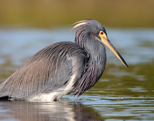 Tricolored heron wading in Everglades water.