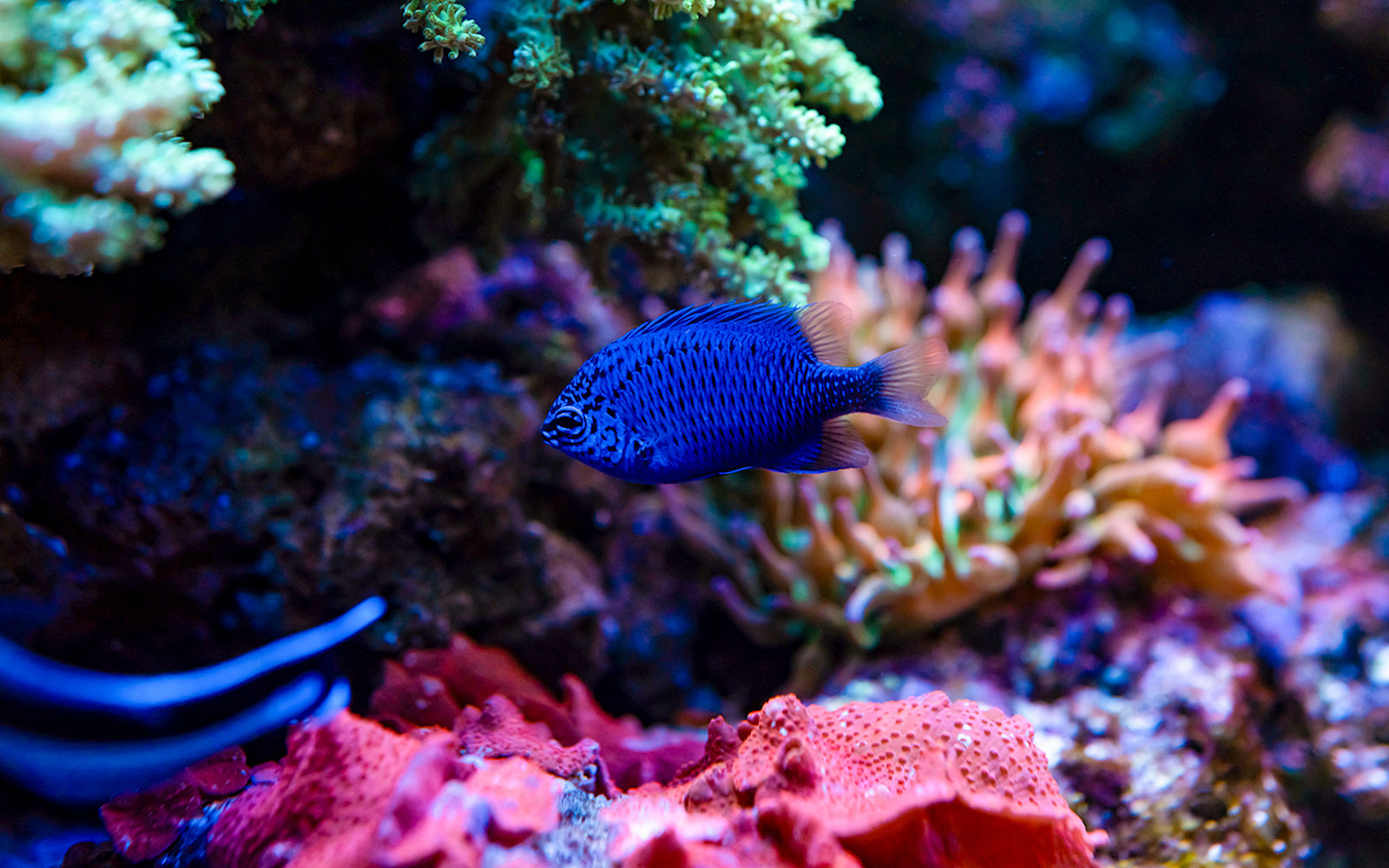  Damselfish