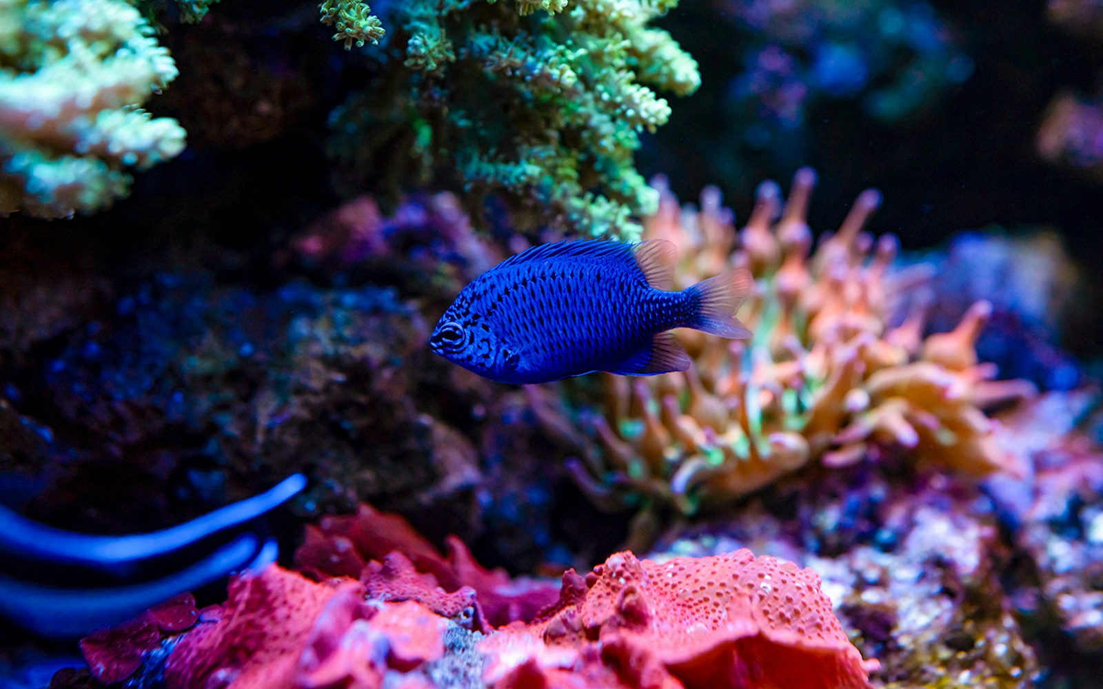 Damselfish swimming near coral in aquarium.