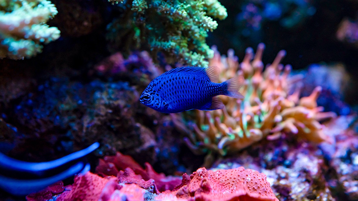 Damselfish